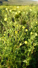 Oncosiphon pilulifer