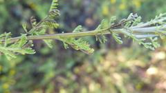 Oncosiphon pilulifer