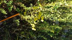 Oncosiphon pilulifer