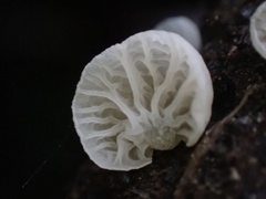 Campanella junghuhnii