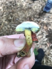 Boletus fraternus