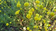 Oncosiphon pilulifer