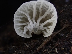 Campanella junghuhnii