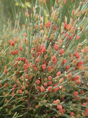 Ephedra procera