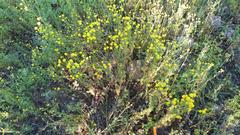 Oncosiphon pilulifer