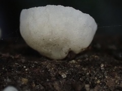 Campanella junghuhnii