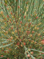 Ephedra procera
