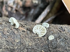 Campanella junghuhnii