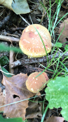 Boletus fraternus