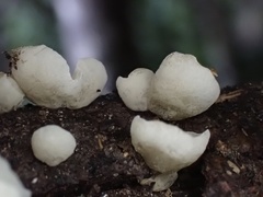 Campanella junghuhnii