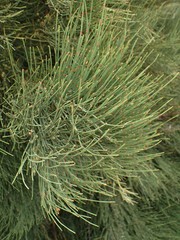 Ephedra procera