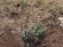 Marrubium incanum