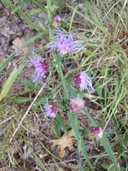 Liatris aspera