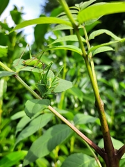 Leptophyes punctatissima