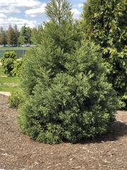 Cupressaceae