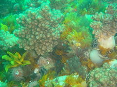 Eunephthya thyrsoidea