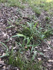 Setaria scheelei