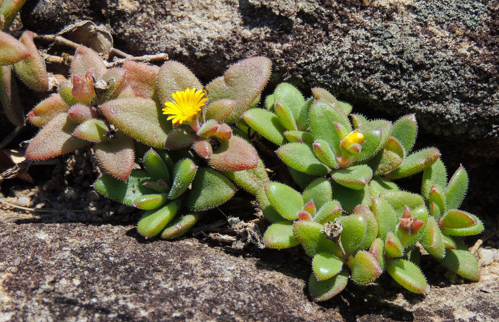 Delosperma rogersii