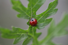 Cycloneda sanguinea