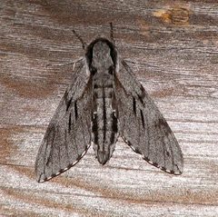 Sphinx morio