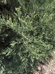 Cupressaceae