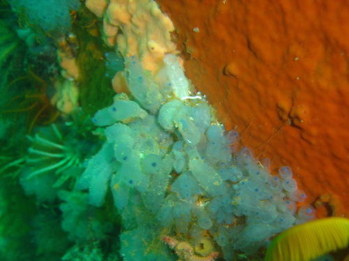 Clavelinidae
