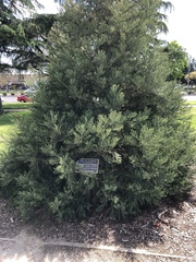Cupressaceae