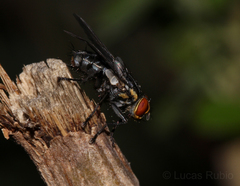 Oxysarcodexia culmiforceps