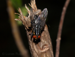 Oxysarcodexia culmiforceps