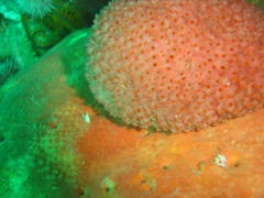 Gynandrocarpa placenta