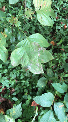 Liriodendron tulipifera