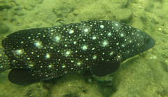 Epinephelus coeruleopunctatus