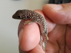 Timon lepidus ibericus