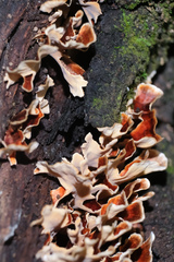 Xylobolus spectabilis