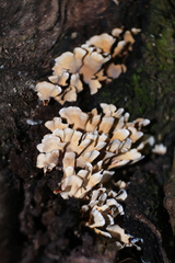 Xylobolus spectabilis