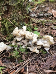 Sebacina sparassoidea