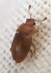 Epuraea aestiva