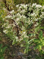 Eupatorium altissimum