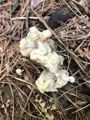 Sebacina sparassoidea