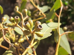 Eucalyptus lucasii