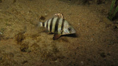 Diplodus hottentotus