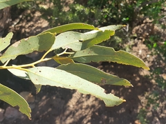 Eucalyptus lucasii