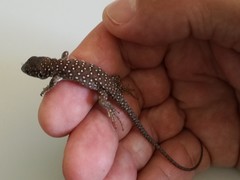 Timon lepidus ibericus