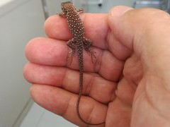 Timon lepidus ibericus