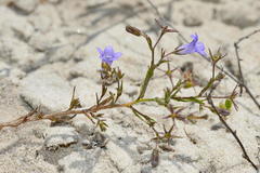 Wahlenbergia paniculata