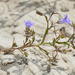 Wahlenbergia paniculata - Photo (c) Richard Adcock, μερικά δικαιώματα διατηρούνται (CC BY-NC), uploaded by Richard Adcock