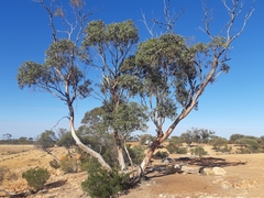 Eucalyptus lucasii