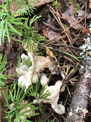 Sebacina sparassoidea