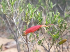 Eremophila decipiens
