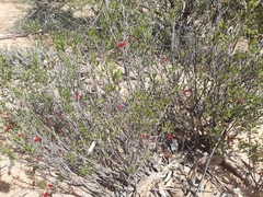 Eremophila decipiens
